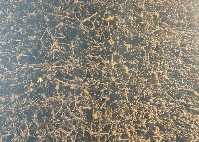 Lejlighed Direkt Am Kurpark Mit Gradierwerk Solestadt Bad Dürrenberg